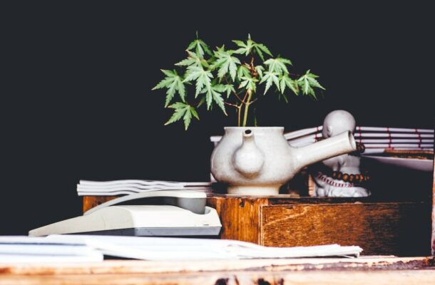 Cannabis Plant | Indacloud