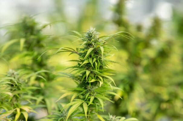 Weed Plant | Indacloud